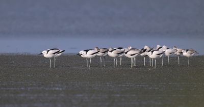 Crab Plover
