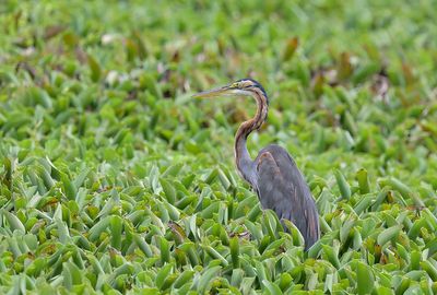 Purple Heron 