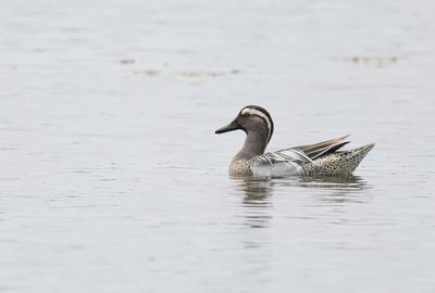 Garganey