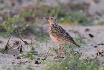 Oriental Skylark