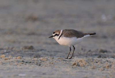 Kentish Plover 