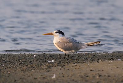 Great Crested Tern