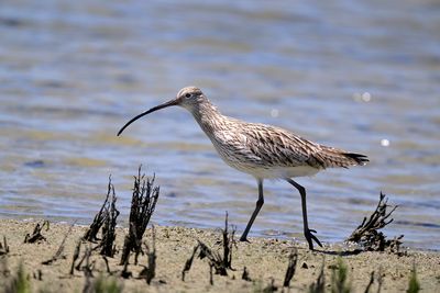 Eurasian Curlew