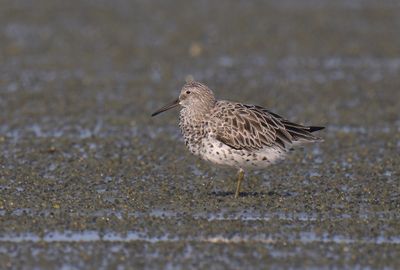 Great Knot