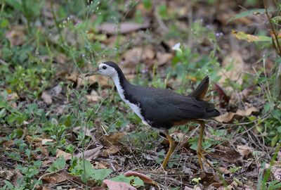 White-breasted Waterhen