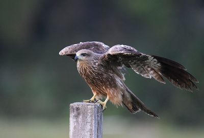 Black Kite