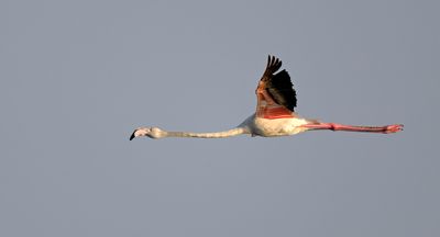 Greater Flamingo
