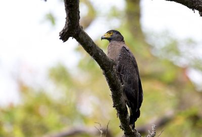 Crested Serpent Eagle