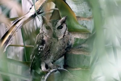Indian Scops Owl