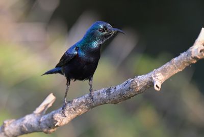 Purple Sunbird