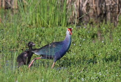 Grey-headed Swamphen