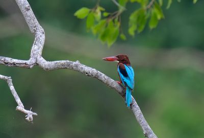 White Troated Kingfisher
