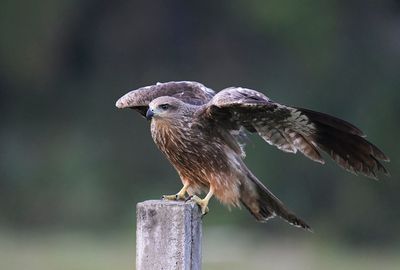 Black Kite 