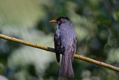Black Bulbul