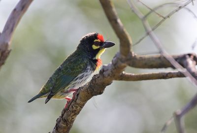 Coppersmith Barbet