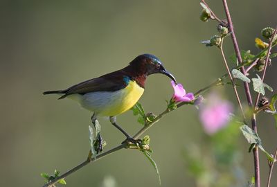 Purple-rumped Sunbird