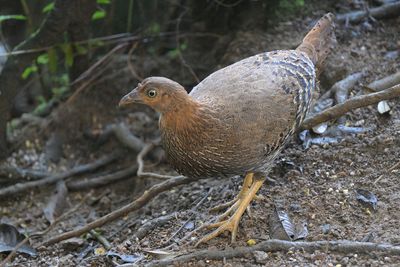 Sri Lank Junglefowl - female