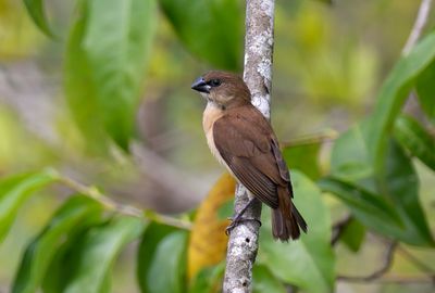 Scaly-breasted Munia - juvenile