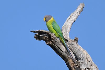 Plum-headed Parakeet 