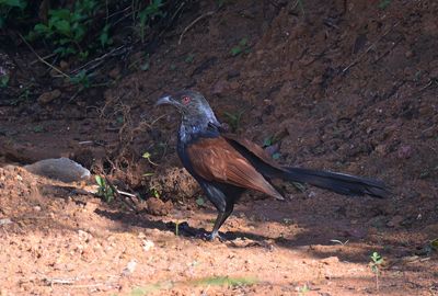 Greater Coucal