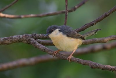 Ashy Prinia