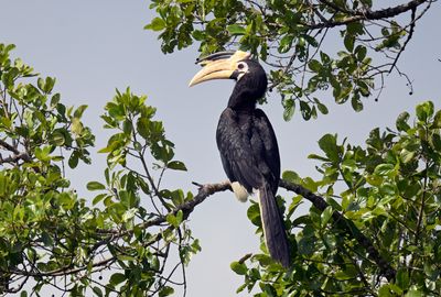Malabar Pied Hornbill