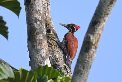 Crimson-backed Woodpecker