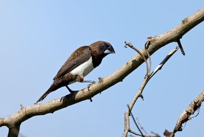Black-headed Munia