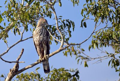 Changeable Hawk Eagle