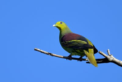 Sri Lanka Green Pigeon