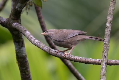 Yellow-billed Babbler