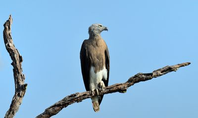 Grey-headed Fish Eagle