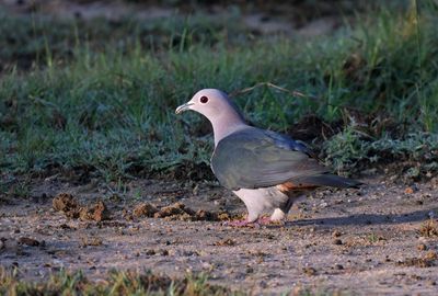 Green Imperial Pigeon