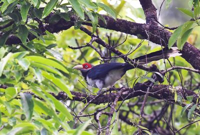 Red-faced Malkoha