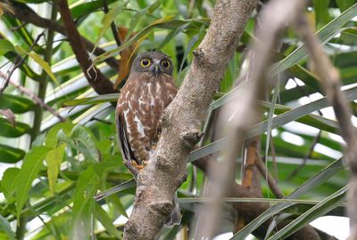 Brown Hawk Owl