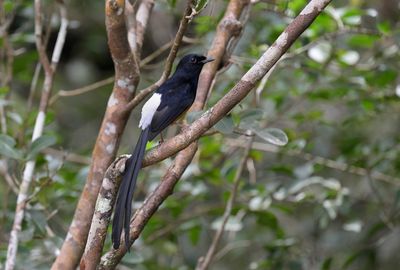 White-rumped Shama