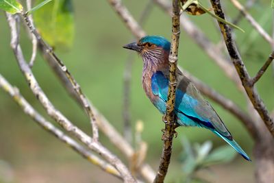 Indian Roller