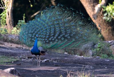 Indian Peafowl