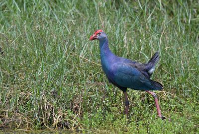 Grey-headed Swamphen