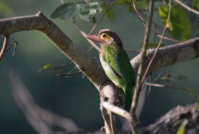 Brown-headed Barbet