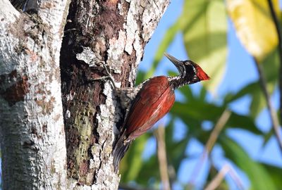 Crimson-backed Woodpecker