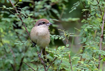 Brown Shrike