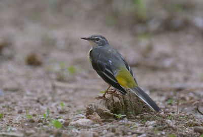 White-browed Wagtail