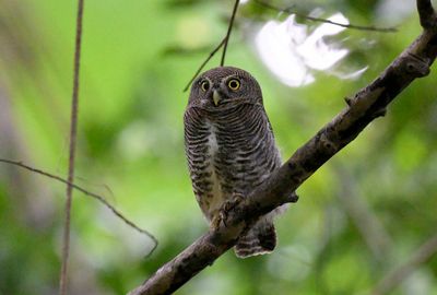 Jungle Owlet