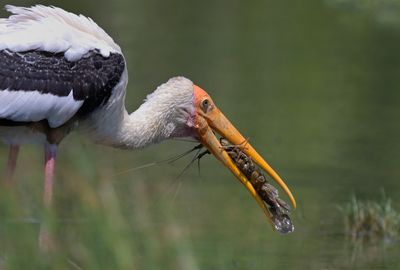 Painted Stork