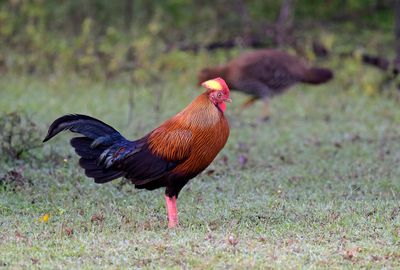 Sri Lanka Junglefowl - male