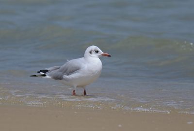Brown-headed Gull