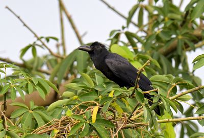 Large-billed Crow