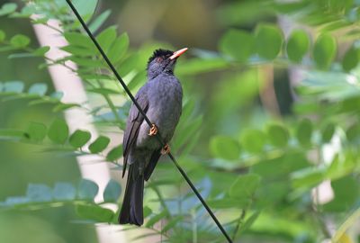 Black Bulbul