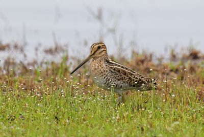 Common Snipe